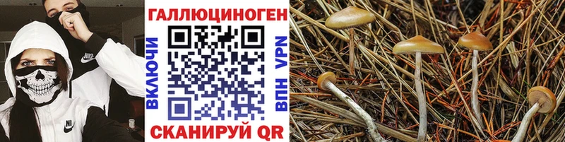 Псилоцибиновые грибы прущие грибы  Егорьевск 